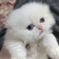 گربه  اسکاتیش پرشین گوش کج