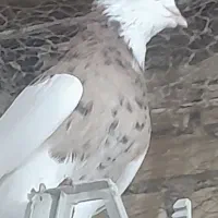 کبوتر طوقی