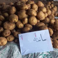 سیب خاکی بذری (سیب زمینی ۴۰۲ )