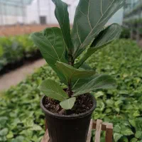 قیمت باور نکردنی گل چون اجاره گلخونه مغازه نمیدیم