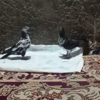 کفتر پرشی معاوضه با مرغ