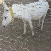 الاغ مادهدگله ای