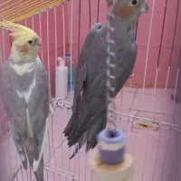 ۲عددعروس هلندی لوتینو