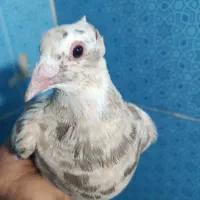 ماده پلنگ
