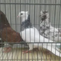 هفت عدد کبوتر کاشانی دانسته به فروش می رسد
