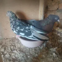 کبوتر سرور