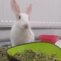 خرگوش ۳ ماه