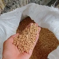 گندم بش