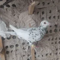 کفتر سارسرور نر قلدور کفتر بوم تعبیدی پلک قرمز