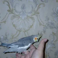 عروس هلندی سالم ۱۰۰ در صد