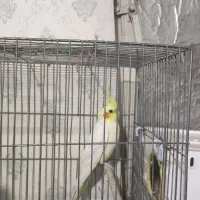 عروس هلندی ماده