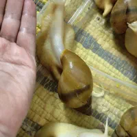 حلزون|خزنده|قم, نوقطار|دیوار