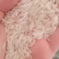 برنج محصول امسال