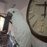 کاکادوآمبرلا