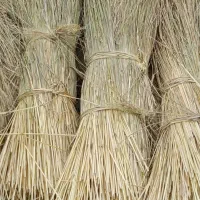 کلوش تازه