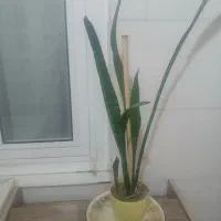 گل سانسوریا