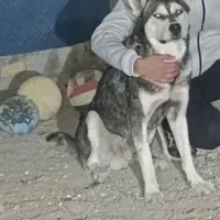 یک سگ هاسکی نر بسیار زیبا و قشنگ