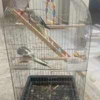 عروس هلندی با قفس ووسایل