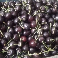 گیلاس درجه یک