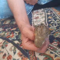 قناری|پرنده|اصفهان, شهرک ولیعصر|دیوار