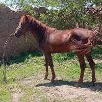 اسب نر دایچا معاوضه هم میکنم با گوسفند