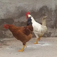 مرغ و خروس جوان