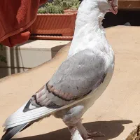 کبوتر ساتن زیبا سالم توافقی