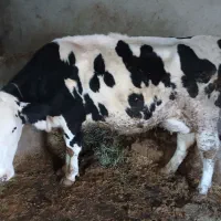 گاو آبستن