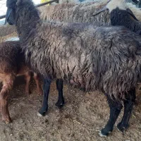 میش زاییده و میش استاق