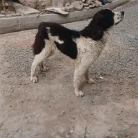 سگ گله