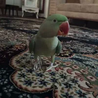 شاه طوطی