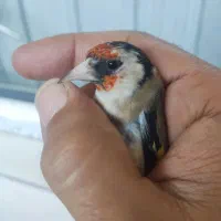 سهره