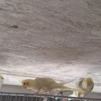 عروس هلندی گمشده