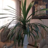 گل اپارتمانی و دفتری