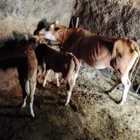 گاو دوقلو زا