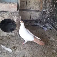 کبوتر دمسیاه ودم زرد