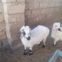 گوسفند فروشی