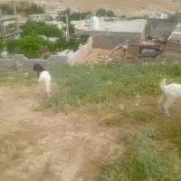 دوتابزپاکستانی بایه تیشتر یکیشون هم ابستنه