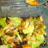 حلزون|خزنده|بافت, |دیوار