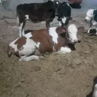 گاو