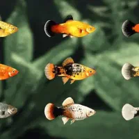 ماهی زینتی ولوازم اکواریوم باقیمت باور نکردنی