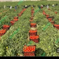 گوجه آب گیری