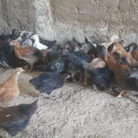 نیمچه گلپایگان. جوجه.مرغ