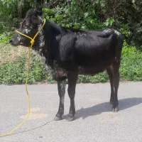 لیشه پا به تخم گوساله گاو