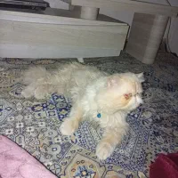 گربه پرشین نر بازیگوش بدون سر صدا