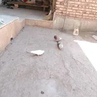 سلام سه عددکبوترماده