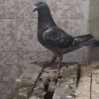 پرنده
