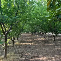 فروش-باغ-کشاورزی