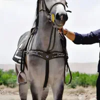 مکمل رشد قدی اسب
