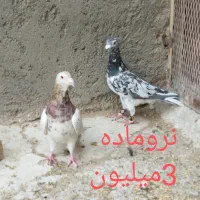 کبوتر جفتگاه سالم